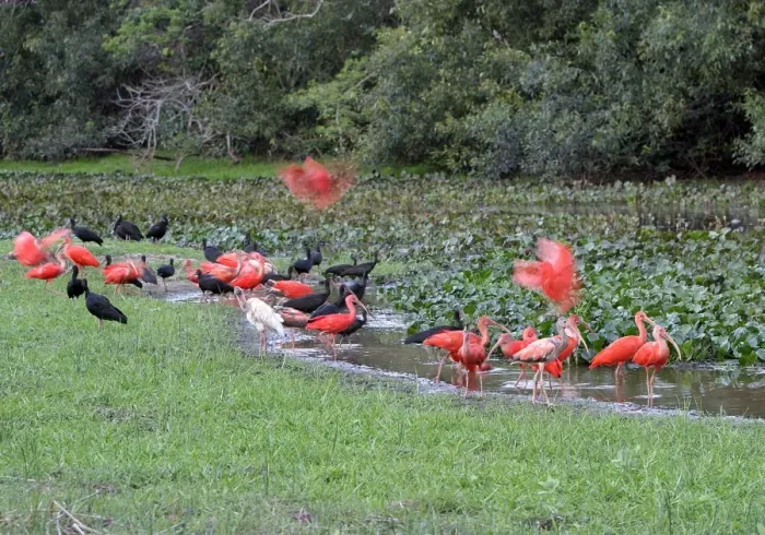 Framed Print : Red Ibis. WAT-9056. Scarlet Ibis - group with Glossy Ibis Framed Print : Red Ibis. WAT-9056. Scarlet Ibis - group with Glossy Ibis