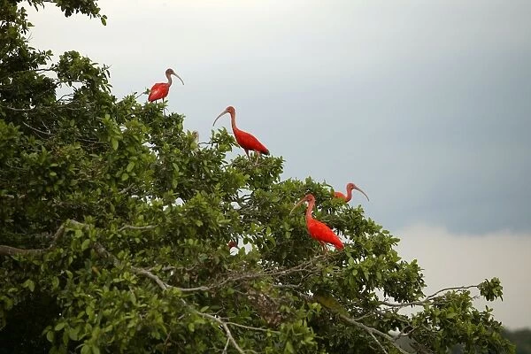 Red Ibis. WAT-9057. Scarlet Ibis - group in tree