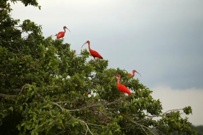 Framed Print : Red Ibis. WAT-9057. Scarlet Ibis - group in tree Framed Print : Red Ibis. WAT-9057. Scarlet Ibis - group in tree