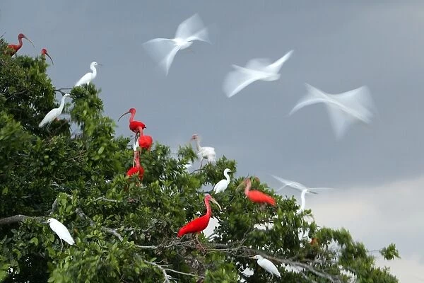 Red Ibis. WAT-9061. Scarlet Ibis - group in tree with Egrets