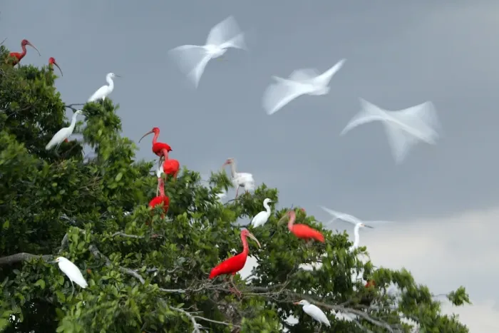 Framed Print : Red Ibis. WAT-9061. Scarlet Ibis - group in tree with Egrets Framed Print : Red Ibis. WAT-9061. Scarlet Ibis - group in tree with Egrets