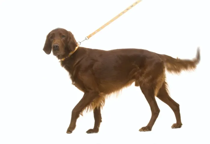 Framed Print : Red / Irish Setter - on lead in studio, wagging tail Framed Print : Red / Irish Setter - on lead in studio, wagging tail