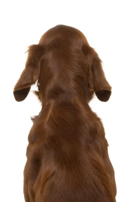 Framed Print : Red / Irish Setter - back view, sitting Framed Print : Red / Irish Setter - back view, sitting