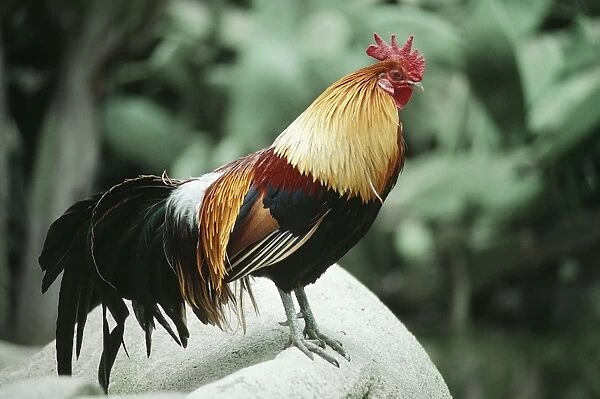 Red Jungle Fowl - male
