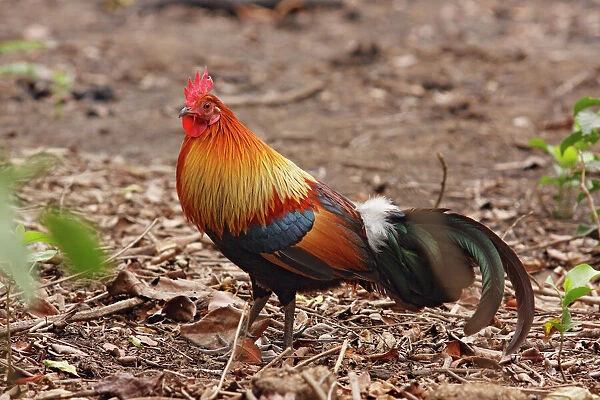 Red Jungle Fowl - male - Corbett National Park - India