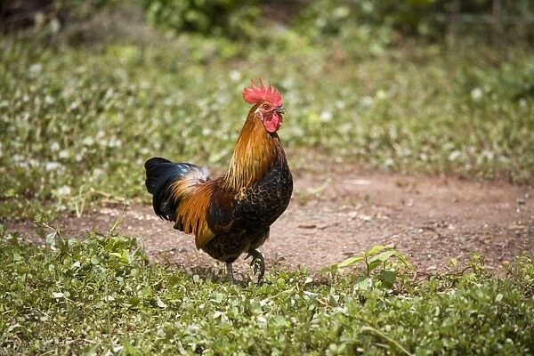 Red Junglefowl A free ranging rooster at Mt House Station, a remote cattle station on the Gibb River Road, Kimberley, Western Australia. These birds originally imported from Indonesia