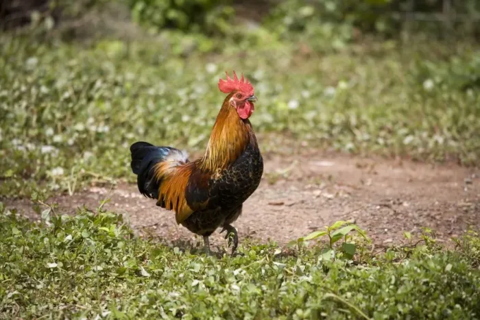 Framed Print : Red Junglefowl A free ranging rooster at Mt House Station, a remote cattle station on the Gibb River Road, Kimberley, Western Australia. These birds originally imported from Indonesia Framed Print : Red Junglefowl A free ranging rooster at Mt House Station, a remote cattle station on the Gibb River Road, Kimberley, Western Australia. These birds originally imported from Indonesia