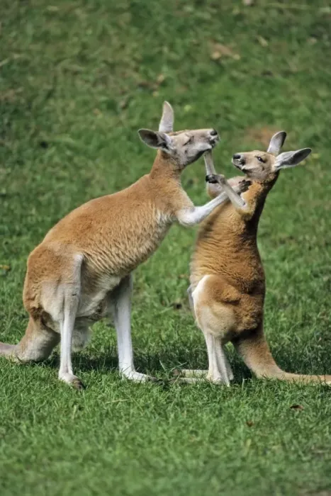 Framed Print : Red Kangaroo - 2 animals boxing, Emmen, Holland Framed Print : Red Kangaroo - 2 animals boxing, Emmen, Holland