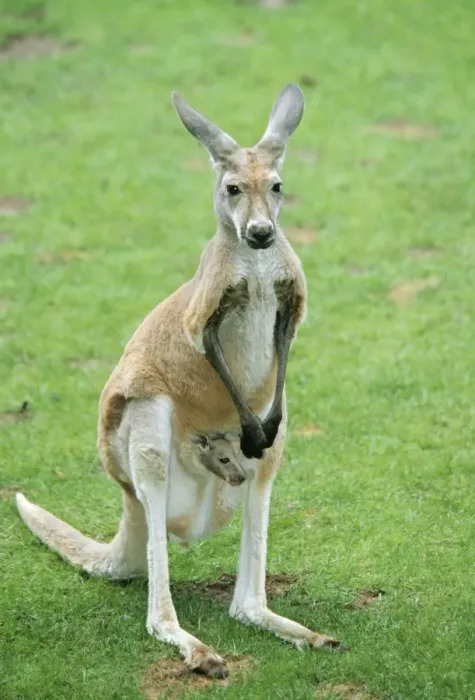 Framed Print : Red Kangaroo ME 626 With Baby in pouch Macropus rufus © Johan De Meester  /  ardea. com