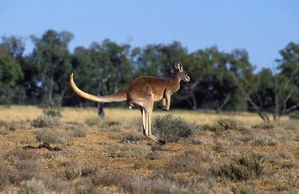 Red Kangaroo - adult male - Strut National Park - Western NSW - Australia