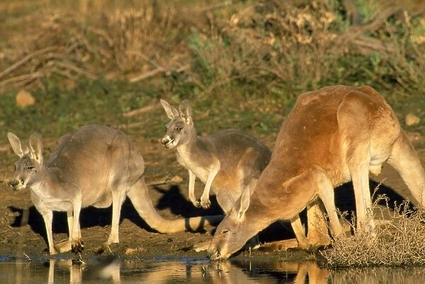 Red Kangaroo - drinking in dam - Kinchega National Park - Western NSW - Australia