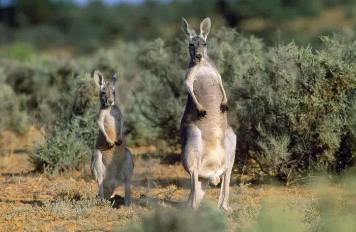 Framed Print : Red Kangaroo - female & joey Kinchega National Park, New South Wales, Australia