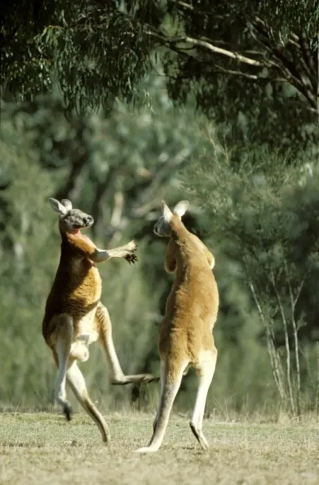 Framed Print : Red kangaroo - fighting, Australia JPF18306 Framed Print : Red kangaroo - fighting, Australia JPF18306