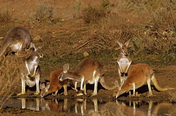 Red Kangaroo - Group drinking at pool - Kinchega National Park, far western New South Wales, Australia JPF44830