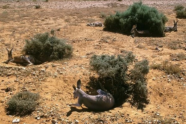 Red Kangaroo - Group sleeping in shade during the hot hours of the day - Western New South Wales, Australia JPF43186