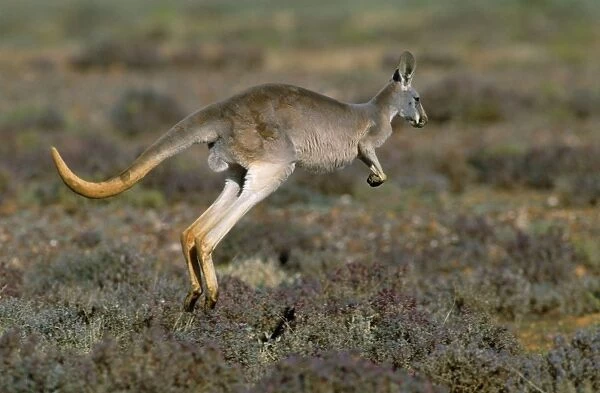 Red Kangaroo - hopping - Western NSW - Australia