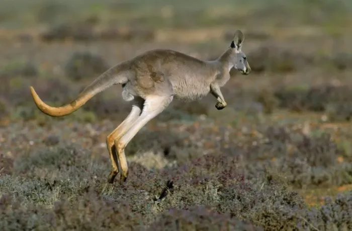 Framed Print : Red Kangaroo - hopping - Western NSW - Australia