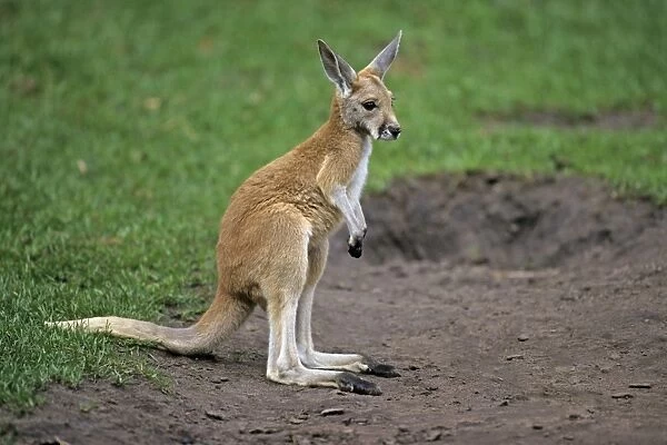 Red Kangaroo - joey or young animal, Emmen, Holland