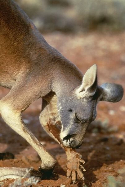 Red Kangaroo JPF 11400 Licking forearms to cool down (evaporation) Western NSW, Australia Megaleia rufa © Jean-Paul Ferrero  /  ARDEA LONDON