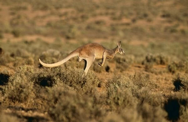 Red kangaroo JPF 11412 Megaleia rufa - Adult male, Kinchega National Park Western New South Wales, Australia © Jean Paul Ferrero ARDEA LONDON