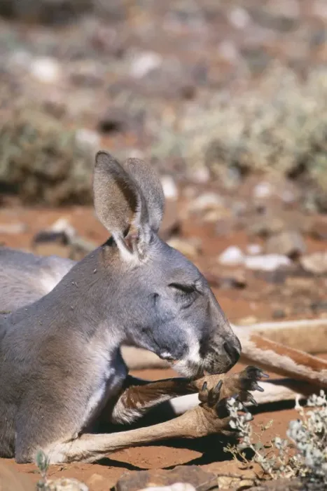 Framed Print : Red Kangaroo JPF 11469 Licking forearms to cool down (evaporation), Western NSW, Australia. Megaleia rufa © Jean-Paul Ferrero / ARDEA LONDON Framed Print : Red Kangaroo JPF 11469 Licking forearms to cool down (evaporation), Western NSW, Australia. Megaleia rufa © Jean-Paul Ferrero / ARDEA LONDON