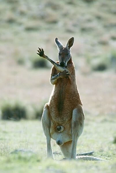 Red Kangaroo JPF 2570 Licking forearms to cool down (evaporation), Australia Megaleia rufa © Jean-Paul Ferrero  /  ARDEA LONDON