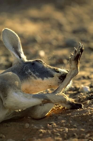 Red Kangaroo - Licking forearm to cool down (by evaporation), Western New South Wales, Australia JPF43457