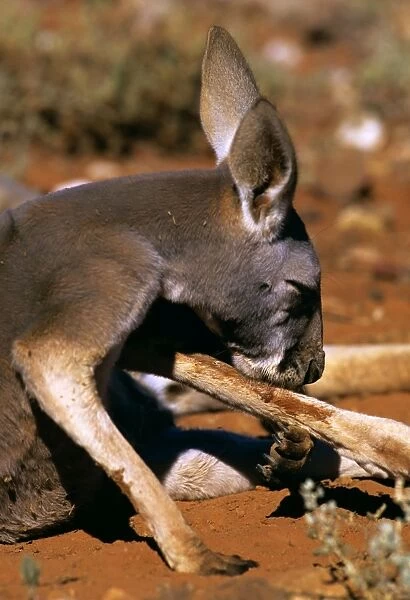 Red Kangaroo - Licking leg to cool down (by evaporation), Western New South Wales, Australia JPF43453