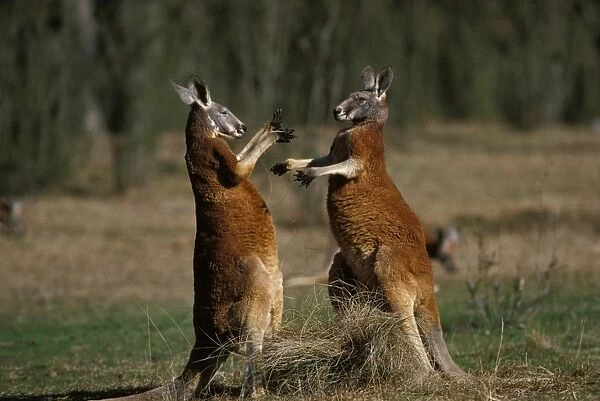 Red Kangaroo - Males fighting - Western New South Wales, Australia JPF02123