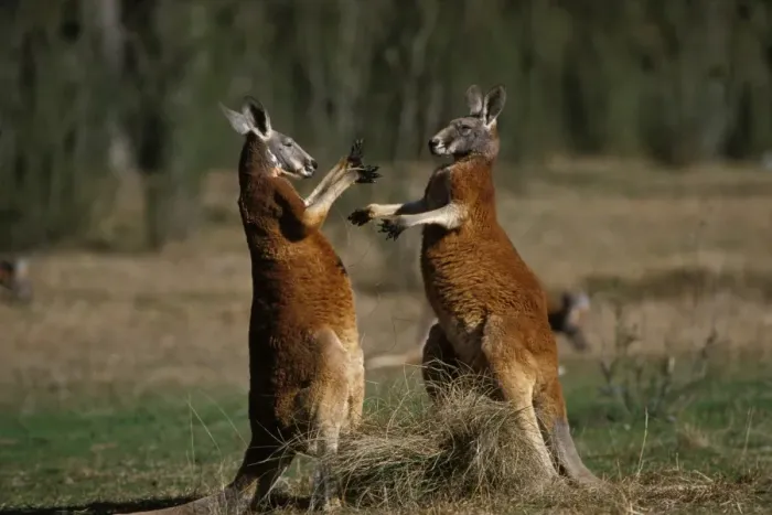 Framed Print : Red Kangaroo - Males fighting - Western New South Wales, Australia JPF02123 Framed Print : Red Kangaroo - Males fighting - Western New South Wales, Australia JPF02123