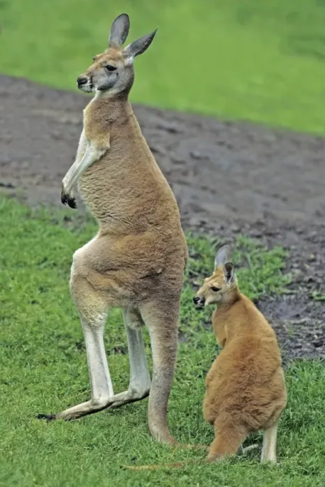 Framed Print : Red Kangaroo - mother with young animal or joey, Emmen, Holland Framed Print : Red Kangaroo - mother with young animal or joey, Emmen, Holland