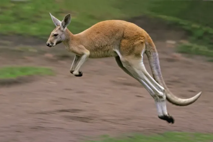 Framed Print : Red Kangaroo - in motion, leaping, Emmen, Holland Framed Print : Red Kangaroo - in motion, leaping, Emmen, Holland