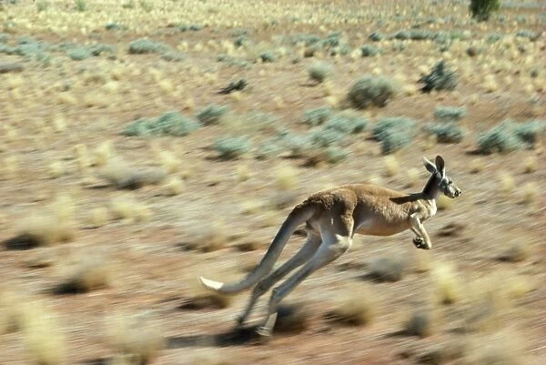 Red Kangaroo - in motion Western New South Wales, Australia