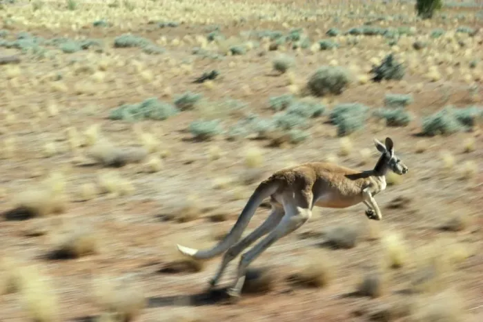 Framed Print : Red Kangaroo - in motion Western New South Wales, Australia Framed Print : Red Kangaroo - in motion Western New South Wales, Australia