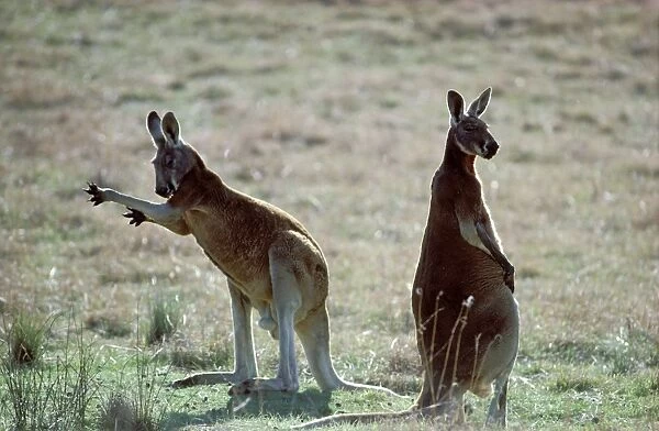 Red kangaroo - Pair licking arms to cool down (thermoregulation) - Australia JPF00860
