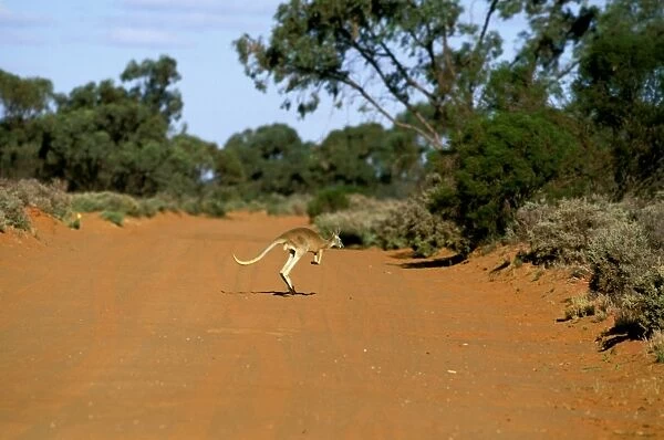 Red kangaroo - running across dry river bed Western New South Wales, Australia JPF55065