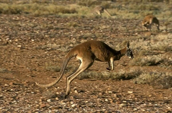 Red Kangaroo - Running across gibber - Western New South Wales, Australia JPF52755