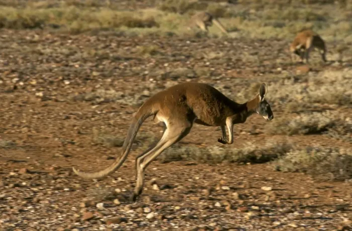 Framed Print : Red Kangaroo - Running across gibber - Western New South Wales, Australia JPF52755 Framed Print : Red Kangaroo - Running across gibber - Western New South Wales, Australia JPF52755