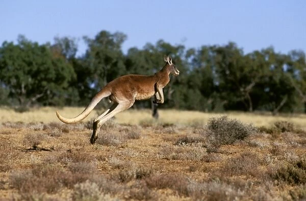 Red kangaroo - running, Western New South Wales, Australia JPF52756