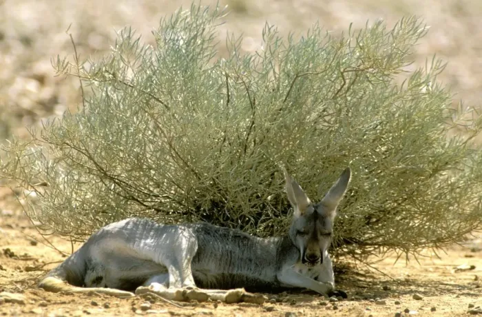 Framed Print : Red Kangaroo - Sleeping in shade during heat - Australia JPF43190 Framed Print : Red Kangaroo - Sleeping in shade during heat - Australia JPF43190