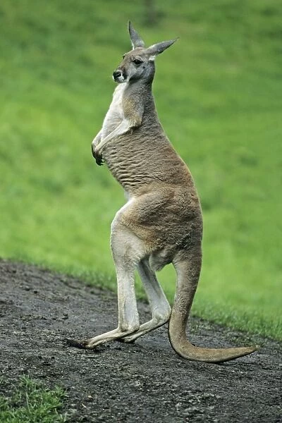 Red Kangaroo - standing on hind legs, balancing on its tail, Emmen, Holland