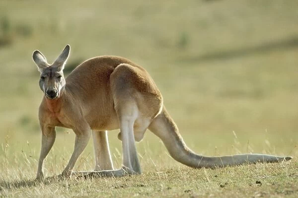 Red Kangaroo Western New South Wales, Australia