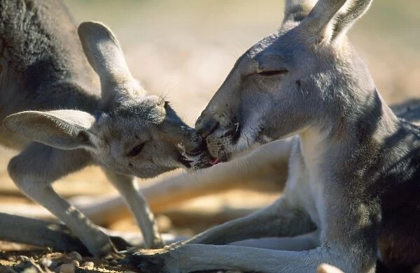 Red Kangaroo - young drinking saliva from it's mother's mouth - Western NSW - Australia