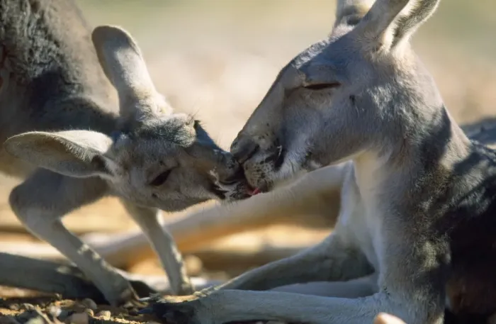 Framed Print : Red Kangaroo - young drinking saliva from it's mother's mouth - Western NSW - Australia Framed Print : Red Kangaroo - young drinking saliva from it's mother's mouth - Western NSW - Australia