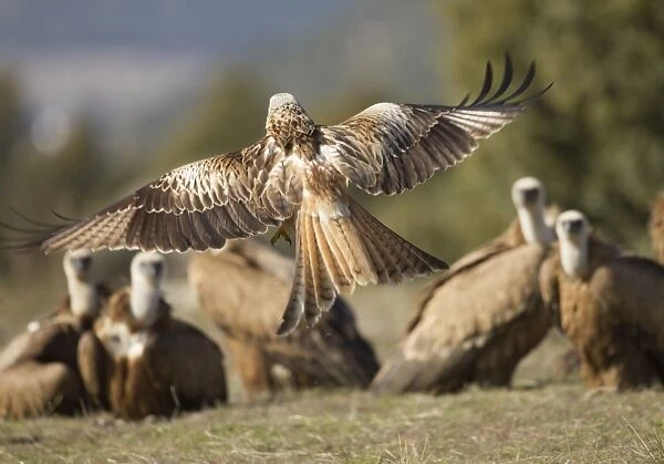 Red Kite at feeding station with Griffon Vultures in background. Spain