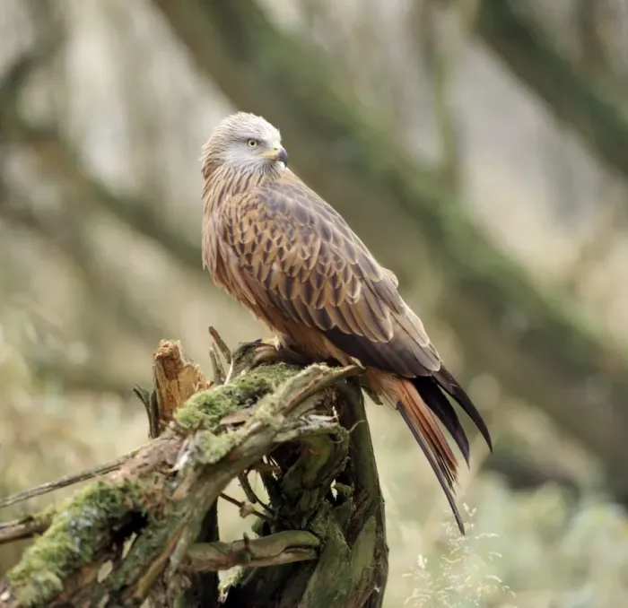 Framed Print : Red Kite. ZT-10. RED KITE - perched. Europe