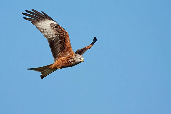 Red Kite - adult in flight