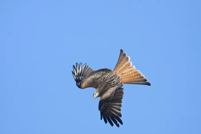 Framed Print : Red kite - adult in flight - diving catching early morning sun, Powys, Wales, UK Framed Print : Red kite - adult in flight - diving catching early morning sun, Powys, Wales, UK