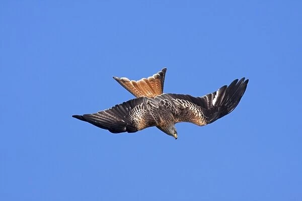 Red kite - adult in flight - diving in early morning sun, Powys, Wales, UK
