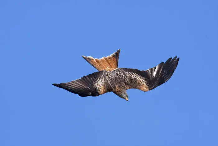 Framed Print : Red kite - adult in flight - diving in early morning sun, Powys, Wales, UK Framed Print : Red kite - adult in flight - diving in early morning sun, Powys, Wales, UK